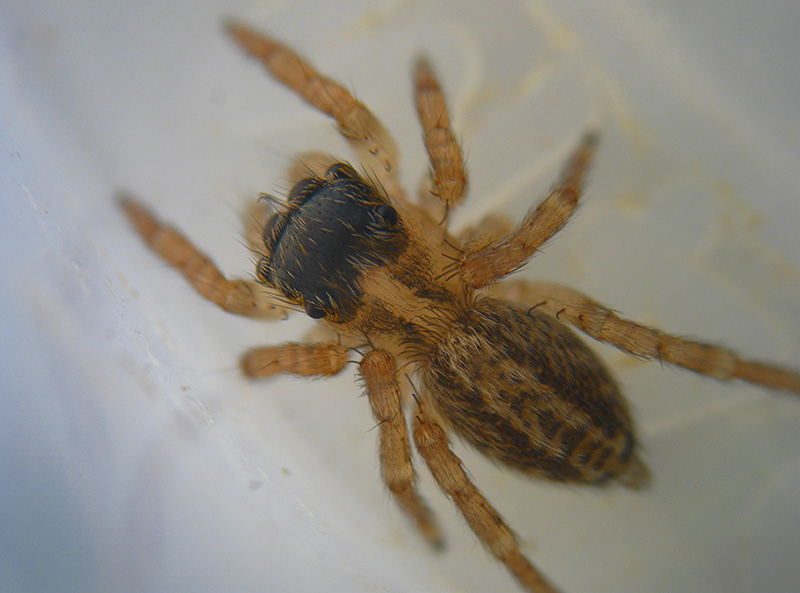 Euophrys sp.   -  Milano